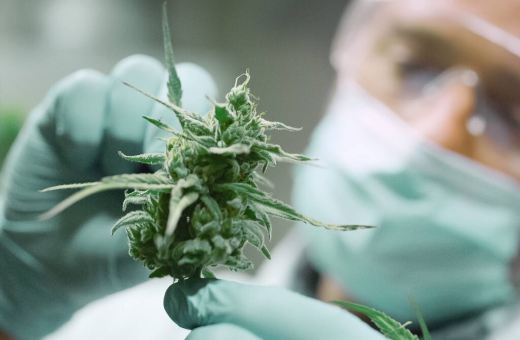 Scientist inspecting a medical cannabis bud in a pharmaceutical lab setting in the UK