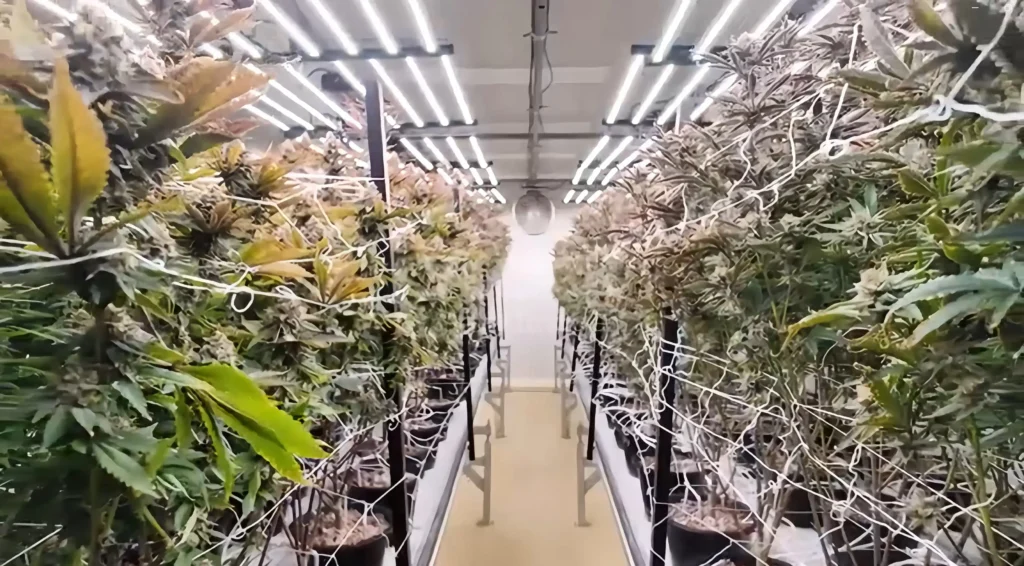 Pharmaceutical-grade cannabis cultivation facility with LED lighting and mature plants grown under GMP standards in the UK