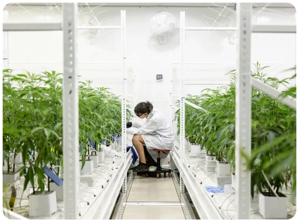 Scientist working in a pharmaceutical cannabis research lab with hydroponic plants under clinical monitoring in the UK