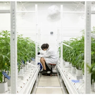 Scientist working in a pharmaceutical cannabis research lab with hydroponic plants under clinical monitoring in the UK